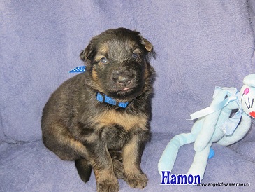 Hamon, grauwe Oudduitse Herder reu van 3 weken oud